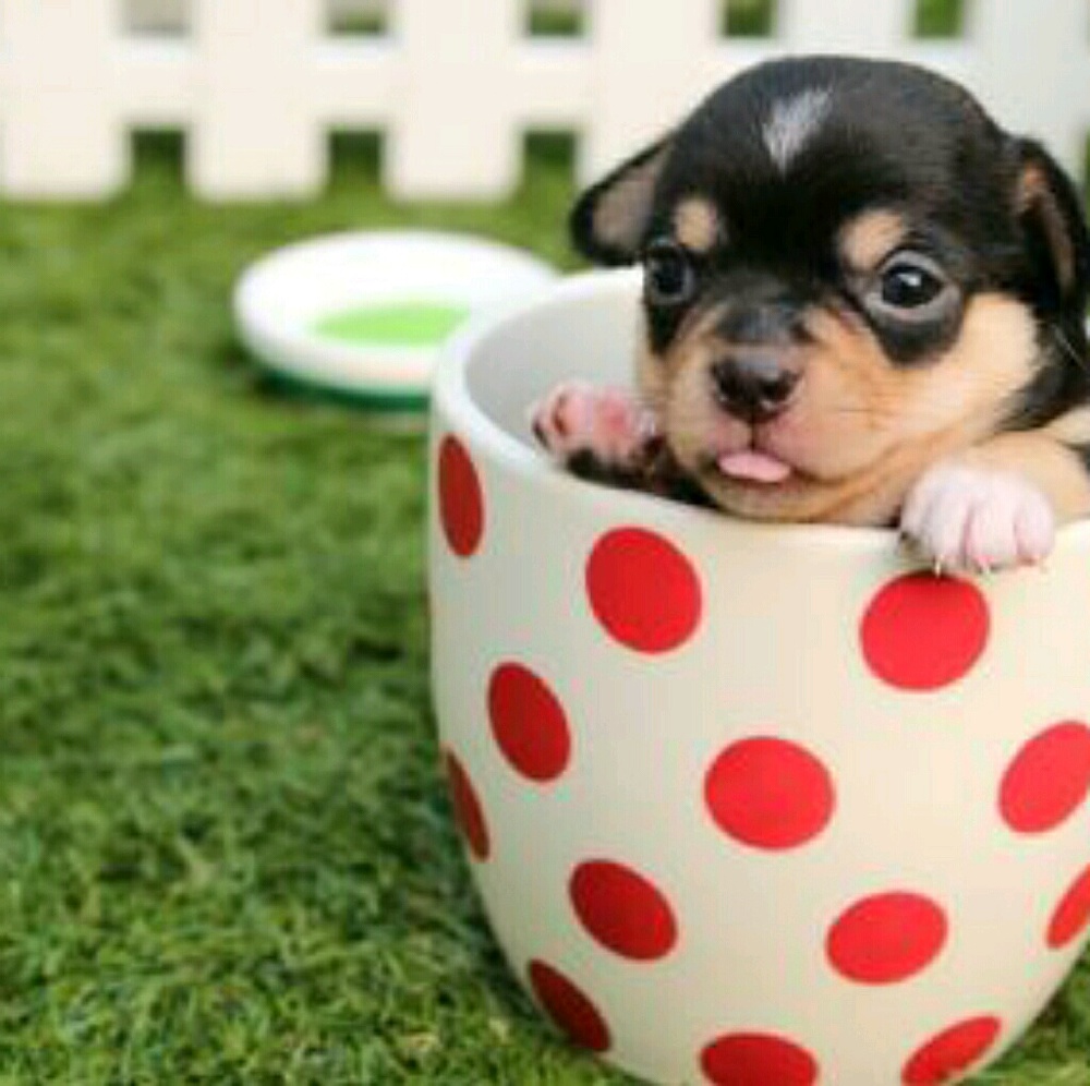 Meet your Posher, L.y